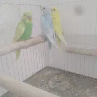 مرغ عشق