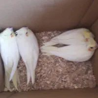 جوجه سرلاکی عروس هلندی