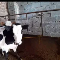 گوساله شیری ..