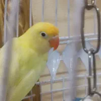 طوطی کوتوله پاربلو زرد و سفید فالو