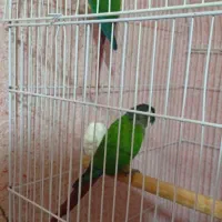 جفت گرینچیک|پرنده|اردکان, |دیوار