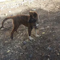 سگ گمشده|سگ|گلبهار, شهر جدید گلبهار|دیوار