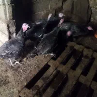 بوقلمون چاق برای شب یلدا مکان خود ماکو|پرنده|ماکو, |دیوار