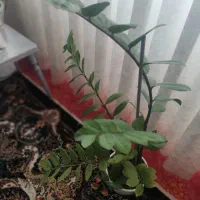 گل زاموفولیا