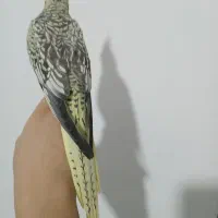 عروس هلندی ماده مینیاتوری ۱۵ ماهه مست مست سخنگو|پرنده|مرند, |دیوار