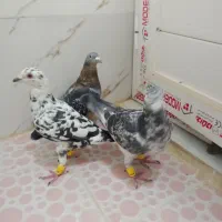 کفتر|پرنده|شیراز, کرونی(خاتونک)|دیوار