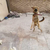 سگ ژرمن ماده