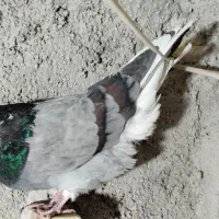 5تاکبوتر گرفتنی ناشی|پرنده|خرمآباد, |دیوار