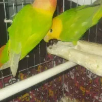 طوطی برزیلی دم تخم  رنگ خاص