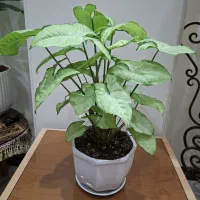 گل برگ انجیری وسینگینیم فقط ۲۵۰|گل و گیاه طبیعی|تهران, آهنگ|دیوار