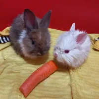 یک جفت خرگوش بسیار کوچک