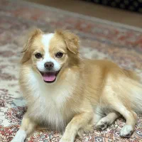 سگ پامرانین|سگ|قره ضیاالدین, |دیوار