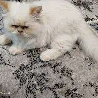 گربه پرشین|گربه|خوی, |دیوار