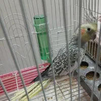 عروس|پرنده|خرم‌آباد, |دیوار