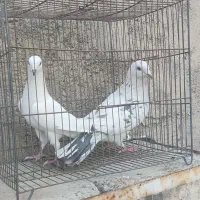 کبوتر کفتر مسافتی تهرانی شهرستانی