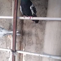 سینه مشگی|پرنده|زیباشهر, |دیوار