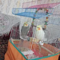 عروس هلندی فروشی