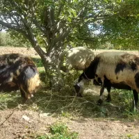 گمشده
