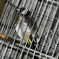 سهره جوجه کشی قفس