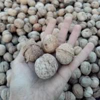 گردو امسالی کلات ( ارتکند)