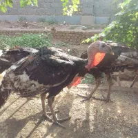 فروش خروس +غاز+بوقلمون