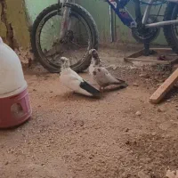 کفتر تهرانی
