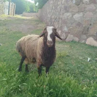 یک راس قوچ فروشی