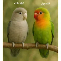 دوعدد کوتولع برزیلی نر و ماده