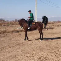 مادیان
