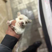 توله شی واوا