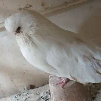 کبوتر نوک قنار اصل|پرنده|تهران, توحید|دیوار