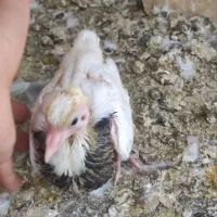 تعداد طوقی هفت رنگ مهر معاوضه با قناری یا سهره|پرنده|بافق, |دیوار