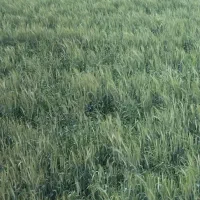 اجاره 10هکتار