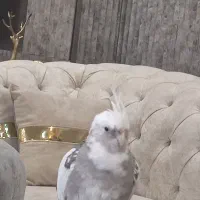 فروش عروس هلندی نر