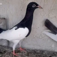 شامی المانی