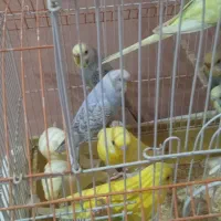 مرغ عشق|پرنده|میناب, |دیوار