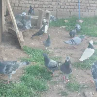 مسافتی|پرنده|باروق, |دیوار