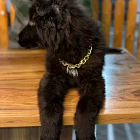 سگ ژرمن توله|سگ|تهران, بوستان چیتگر|دیوار