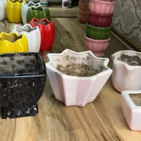 گلدان|گل و گیاه طبیعی|لنگرود, |دیوار