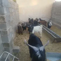 12عدد کهره نر فروش کیلویی 300|حیوانات مزرعه|سیمکان, |دیوار