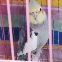 طوطی عروس نر