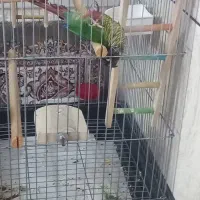 گرینچیک دستی|پرنده|کاشان, لتحر|دیوار