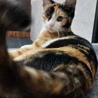 واگذاری گربه رایگان