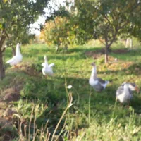 پنچ عدد قو غاز  سفید و خاکستری نرو ماده|حیوانات مزرعه|ارومیه, |دیوار