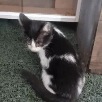 واگذاری گربه کوچولو|گربه|بندر انزلی, معلم|دیوار