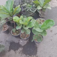 انواع گل آپارتمانی فقط ۱۰۰تومن|گل و گیاه طبیعی|نسیمشهر, |دیوار