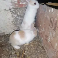 بچه خرگوش