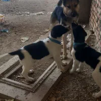 سک نگهبان سک سرابی قهدرجانی