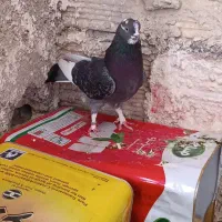 کفتر|پرنده|کرج, حصارک پایین|دیوار