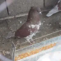 گرگی وسرخ پرشی|پرنده|تیران, |دیوار